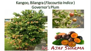 Health Benefits of Flacourtia indica Governor’s Plum Kangoo Bilangra [upl. by Ariahay]