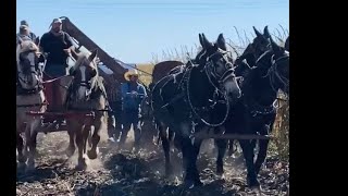 Old school corn picking one row at a time  Nebraska State Hand Cornhusking Competition [upl. by Leanahtan851]