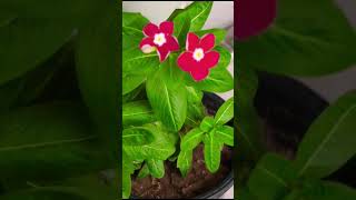 Vinca flowerviralvideo foryou nature love lovesong plant lovestatus lovestory [upl. by Jerrylee996]