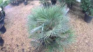 Big Plant Nursery  Chamaerops humilis cerifera Blue Mediterranean Fan Palm [upl. by Euton]