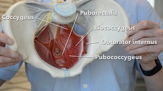 Pelvic floor muscles [upl. by Salocin]