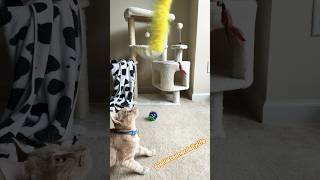 Cats are crazy about playing cat catvideos shorts cute [upl. by Einnoj51]