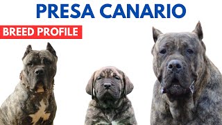 Presa Canario Dog Breed Profile History  Price  Traits  Presa Canario Dog Grooming Needs [upl. by Hamilah]