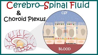 Cerebrospinal Fluid  CSF and the choroid plexus  Anatomy of Choroid plexus  function of CSF [upl. by Eidnas550]