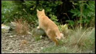 Documentario gatti Il Mio Amico Gatto  parte 36 [upl. by Dalia]