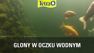 Glony w oczku wodnym  zapobieganie i zwalczanie z produktami Tetra [upl. by Nuhsed]