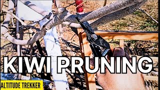 Training and Pruning of Kiwi Plant  How to Prune Kiwi Tree  Kiwi pruning [upl. by Annej]