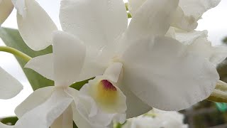 Guarianthe  Cattleya skinneri alba Debbie [upl. by Sherard566]