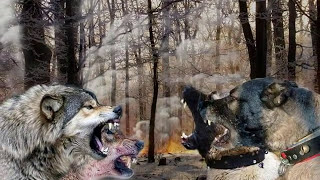 KANGAL vs WOLF [upl. by Ramar]