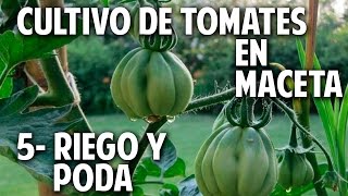 Cultivo de Tomate Parte 5  Regar Podar y Atar cosasdeljardin [upl. by Haldis446]