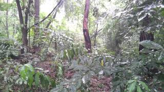 Relaxing Sounds of Rain And Thunder in Woods  The Sounds of Nature 16 [upl. by Sindee]