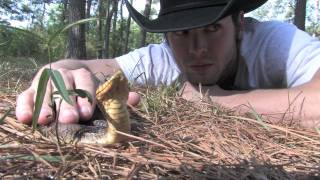 Eastern Hognose Snake [upl. by Dulcie200]