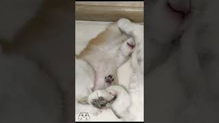 Little golden chinchilla kitten keeps his mother cat awake by playing happily scottishfold [upl. by Singer]