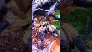 ❤️💛💯💛❤️BEAUTIFUL TARANTULAS❤️💛💯💛❤️ tarantulas beautys tarantulasoftheworld nature [upl. by Alessandro]