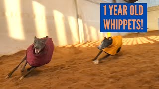 Whippets at 1 Year Old [upl. by Stace]