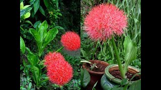 Amazing and Most Beautiful Blood Lily Flowers [upl. by Jez]