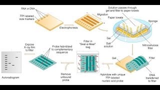 Southern blot protocol [upl. by Andrei]