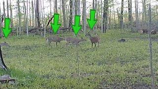 Whitetail deer fighting while on their back legs [upl. by Estelle965]