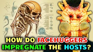 Facehuggers Anatomy – How Facehuggers Impregnate Hosts But Also Keep Them Alive [upl. by Lyj]