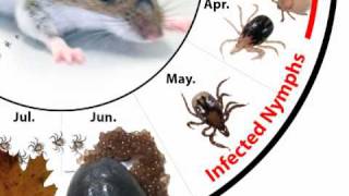 How Do Deer Ticks Become Infected With Lyme Disease [upl. by Ohl]