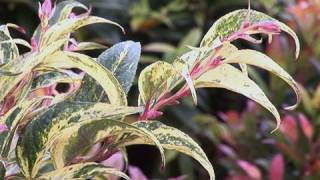 Learning About Leucothoe [upl. by Leontyne]