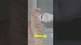 Declawing facts [upl. by Ayimat733]