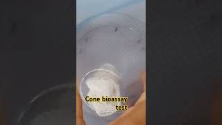 WHO Cone Bioassay test malaria malariaawareness mosquito bangladesh LLIN bioassay [upl. by Eirdua]