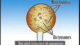 Pythium Important Features amp Life cycle [upl. by Nadirehs]