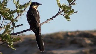 Críalo europeo Clamator glandarius Great Spotted Cuckoo [upl. by Aiela628]