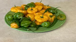 how to grow scotch bonnet peppers from seed so easily [upl. by Osmund998]