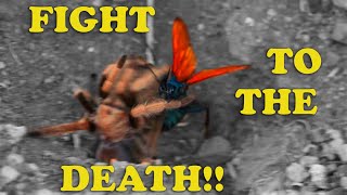 Tarantula Hawk Wasp VS Desert Tarantula DESERT SHOWDOWN FIGHT NOT STAGED SEE DISCLAIMER [upl. by Emmey]