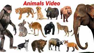 Cute Little Animals Dog Cow Cat Rhino Lion  Animals Sounds  Animals Video  Cow video  cow [upl. by Philipines]