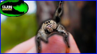 Worlds Friendliest Spider Giant Jumping Spider [upl. by Solorac234]