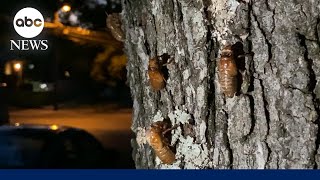 Cicadapocalypse swarms Midwest [upl. by Assek355]