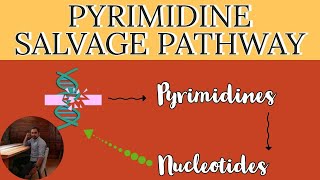 Pyrimidine Salvage pathway  Pyrimidine Nucleotides synthesis pathway  Nucleotide synthesis [upl. by Meldoh343]