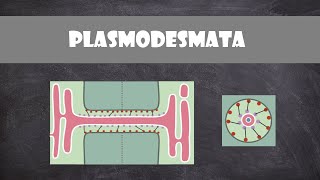 Plasmodesmata Structure and Function  Plant Biology [upl. by Sigfrid]