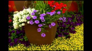 Proven Winners® Gardener Channel Proven Winners® Superbena® Royal Chambray Verbena [upl. by Glanti]