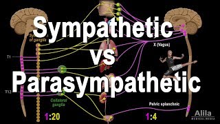 Autonomic Nervous System Sympathetic vs Parasympathetic Animation [upl. by Chloette]