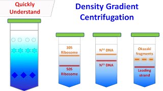 Density gradient centrifugation [upl. by Taryn]