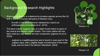 Effect of Allelopathy on Seed Germination [upl. by Madison]