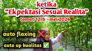 Harga Tomat 2024  Dokumentasi random pertanian petanimilenialgisting [upl. by Ahsyla]