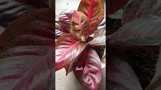 aglaonema aglaonemalovers aglaonemaplants shorts viralshorts [upl. by Lleryt]