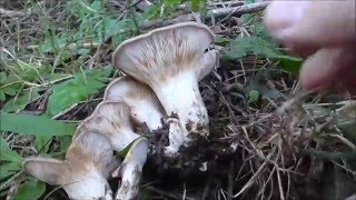 Pleurotus eryngii Funghi di Ferla e Panicaudu Novembre 2015 [upl. by Geiger]