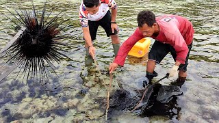 Mencari Landak Laut Teripang kerang amp Siput saat air surut [upl. by Iorio790]