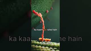 😱 Kinesin Protein 😲 science sciencefacts shorts kinesinprotine facts protine kinesiology [upl. by Anastase]