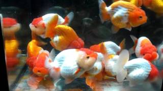 PINYO949  BIG LION HEAD  GOLDFISH  27062011 [upl. by Najar]