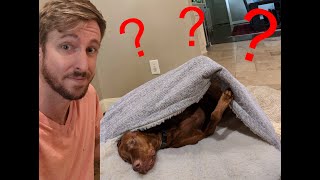 Snoozer Cozy Cave Dog Bed Full Review [upl. by Eibmab965]