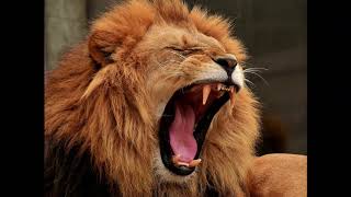 Lion Roar Sound Effect [upl. by Allemat]