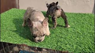 Merle French bulldog top quality puppy available in delhi ncr 8527980542 best price [upl. by Zolly]