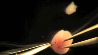 Isolation and injection of an E80 mouse embryo [upl. by Siram865]